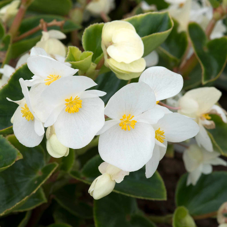 Begonia Plant 'Megawatt White and Green Leaf'