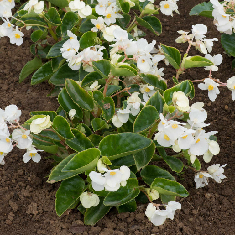 Begonia Plant 'Megawatt White and Green Leaf'