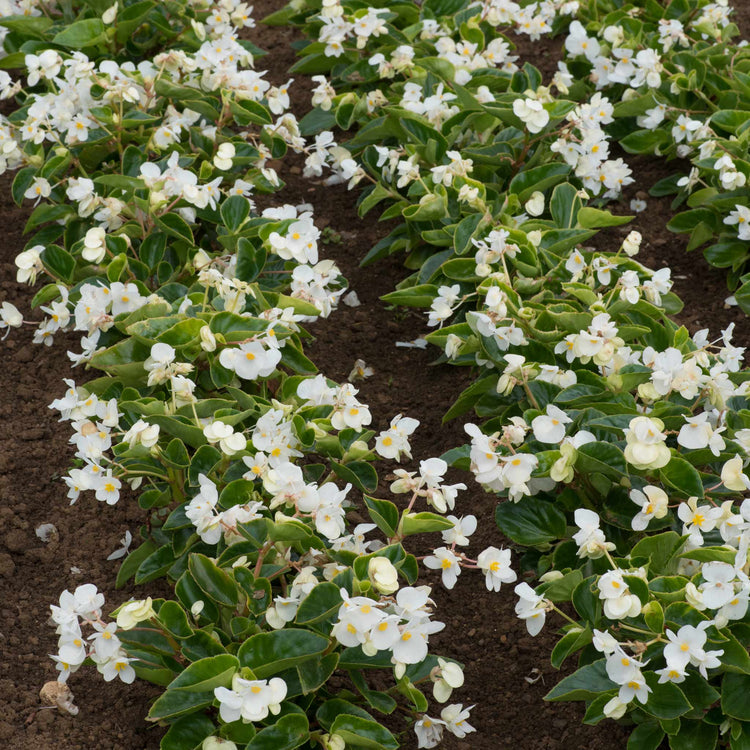 Begonia Plant 'Megawatt White and Green Leaf'