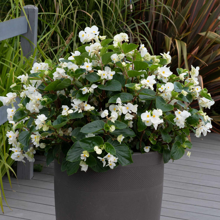 Begonia Plant 'Megawatt White and Green Leaf'