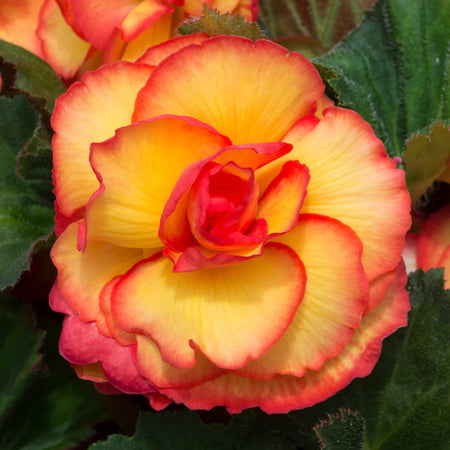 Begonia Plant 'On Top Sun Glow'