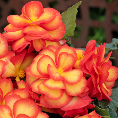 Begonia Plant 'On Top Sun Glow'