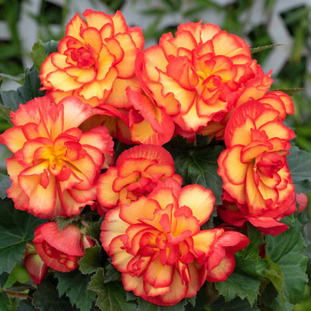 Begonia Plant 'On Top Sun Glow'