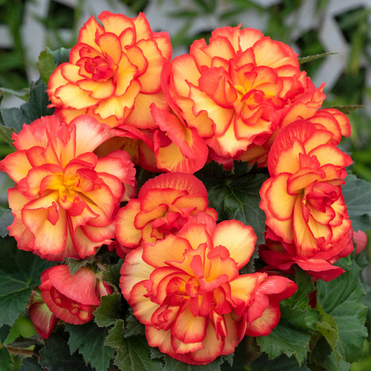 Begonia Plant 'On Top Sun Glow'