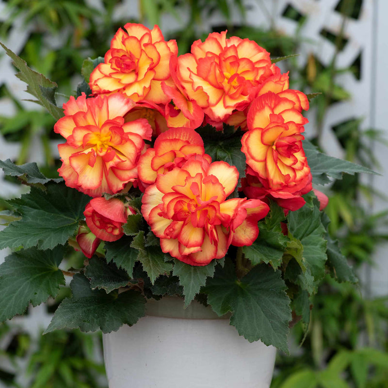 Begonia Plant 'On Top Sun Glow'