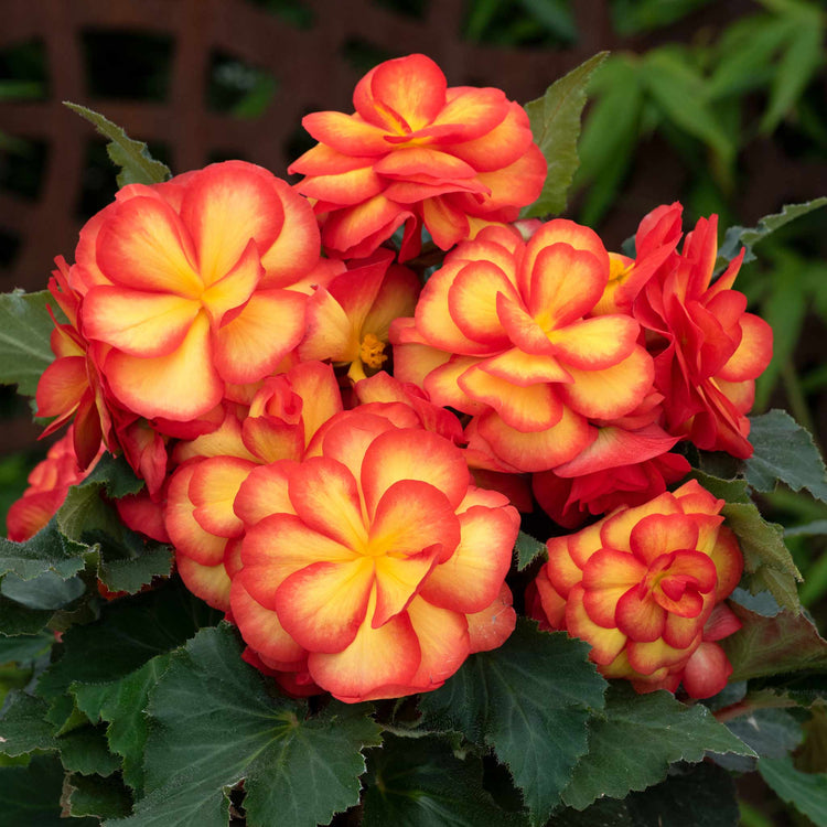 Begonia Plant 'On Top Sun Glow'