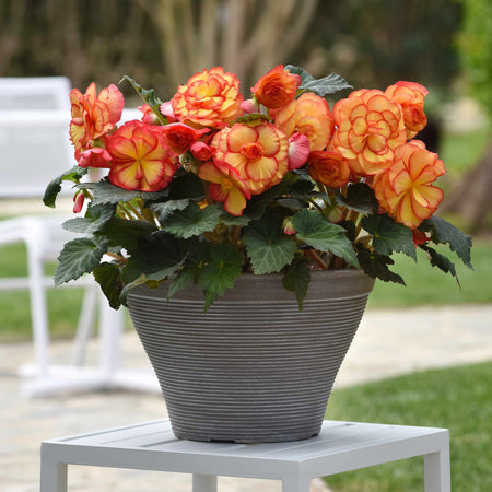 Begonia Plant 'On Top Sun Glow'