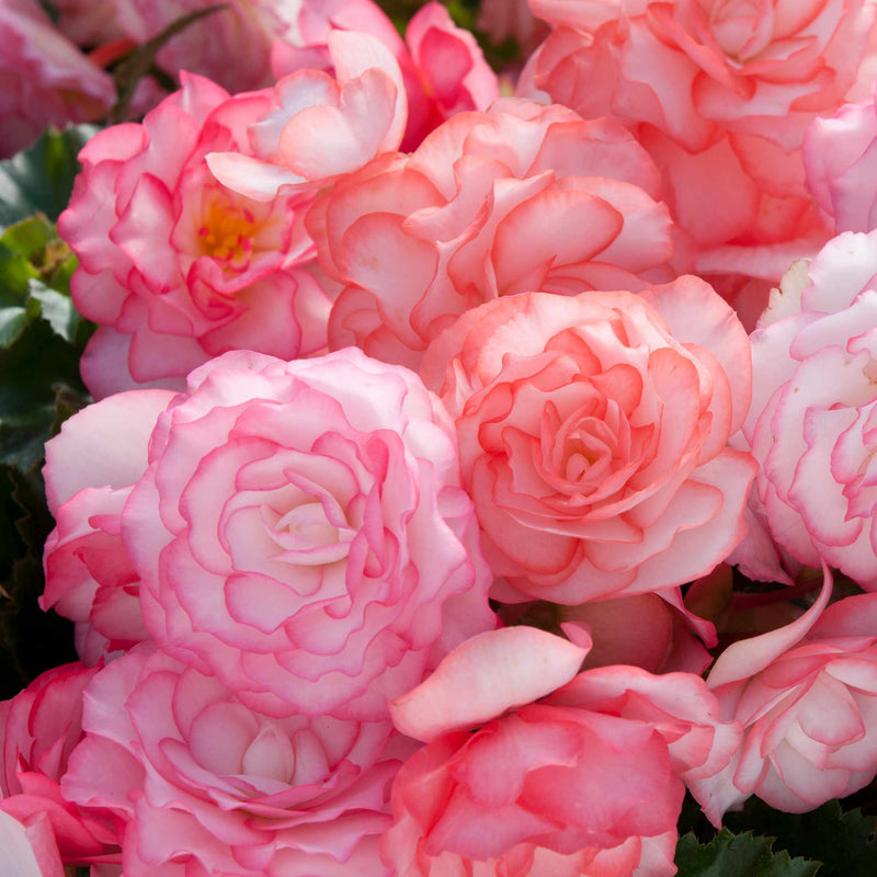 Begonia Plant 'On Top Pink Halo'