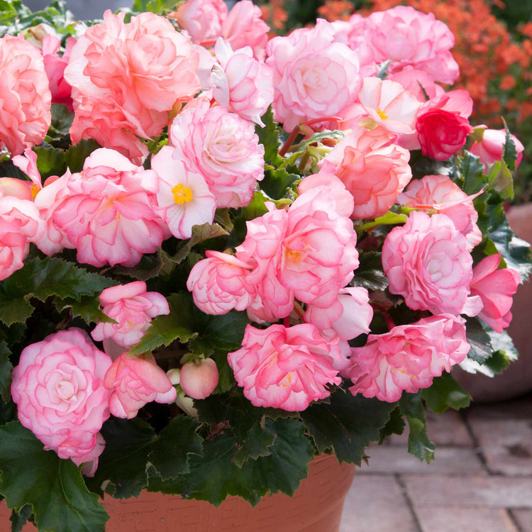 Begonia Plant 'On Top Pink Halo'