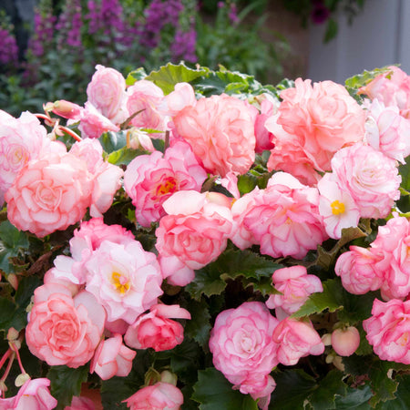 Begonia Plant 'On Top Pink Halo'