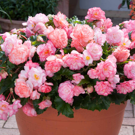 Begonia Plant 'On Top Pink Halo'