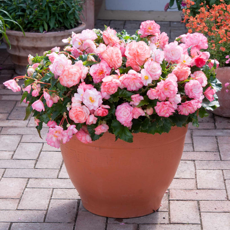 Begonia Plant 'On Top Pink Halo'