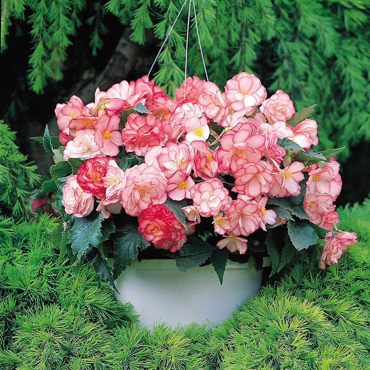 Begonia Plant 'On Top Pink Halo'