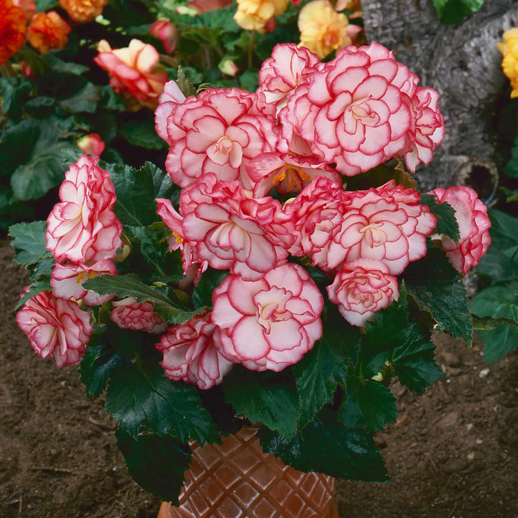 Begonia Plant 'On Top Pink Halo'