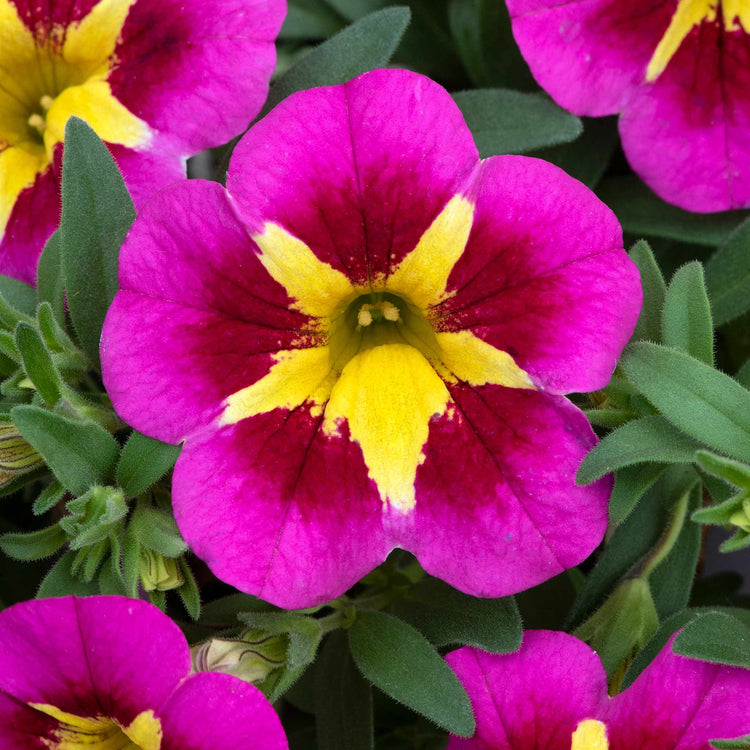 Calibrachoa Plant 'Bumble Bee Hot Pink'