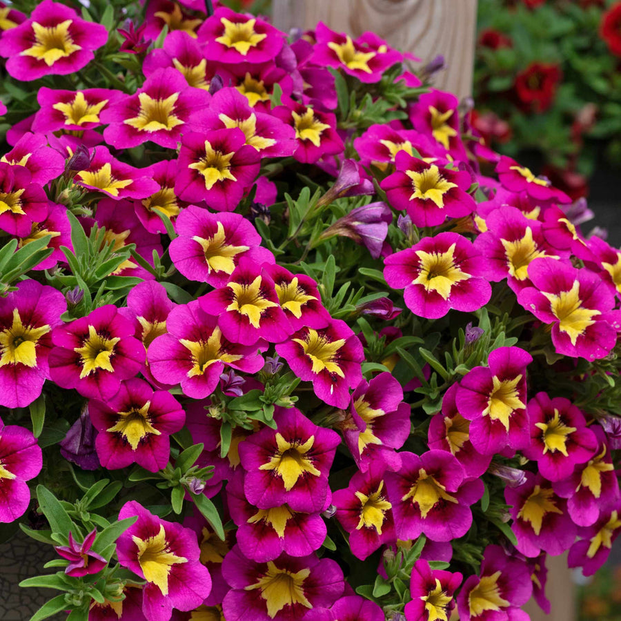 Calibrachoa Plant 'Bumble Bee Hot Pink' - 6 x Super Plug Plants | Buy ...