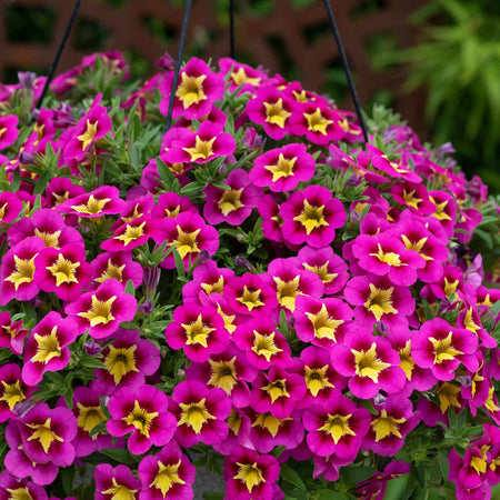 Calibrachoa Plant 'Bumble Bee Hot Pink'