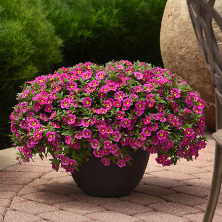 Calibrachoa Plant 'Bumble Bee Hot Pink'