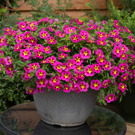 Calibrachoa Plant 'Bumble Bee Hot Pink'