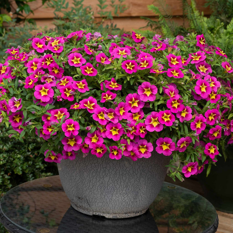 Calibrachoa Plant 'Bumble Bee Hot Pink'