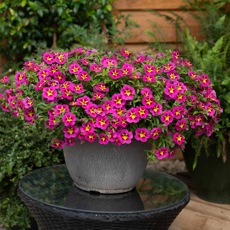 Calibrachoa Plant 'Bumble Bee Hot Pink'