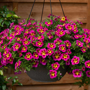 Calibrachoa Plant 'bumble Bee Hot Pink' - 6 X Super Plug Plants 