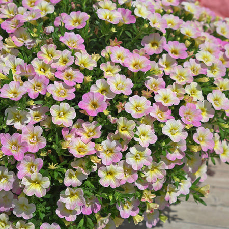 Calibrachoa Plant 'Can Can Fancy Francy'