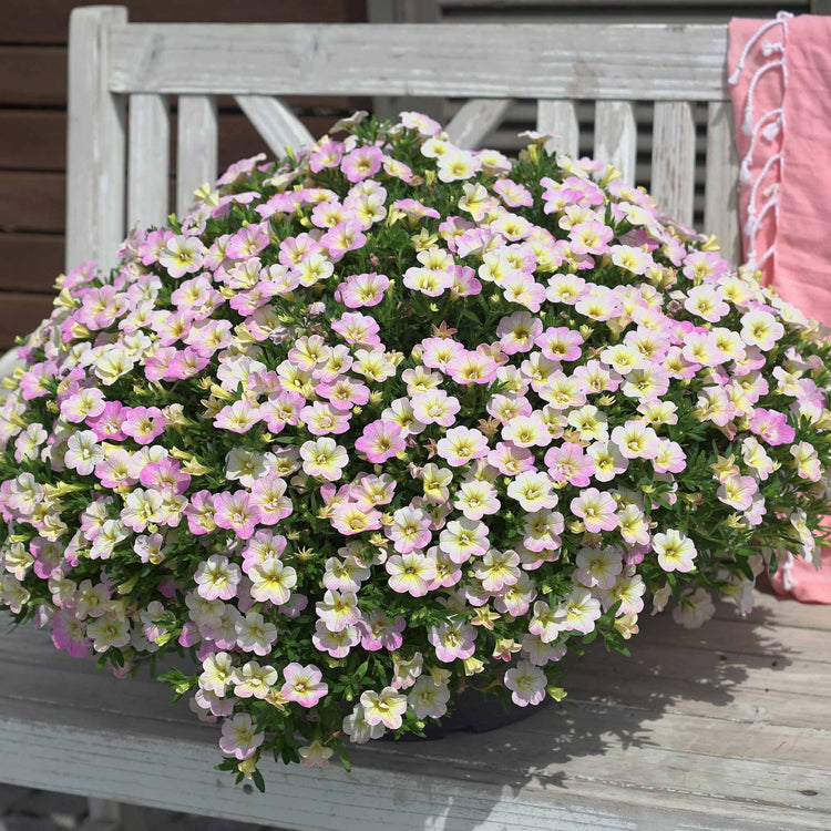 Calibrachoa Plant 'Can Can Fancy Francy'