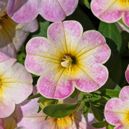 Calibrachoa Plant 'Can Can Fancy Francy'