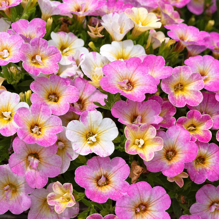 Calibrachoa Plant 'Can Can Fancy Francy'