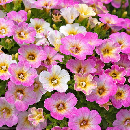 Calibrachoa 'Single' Collection