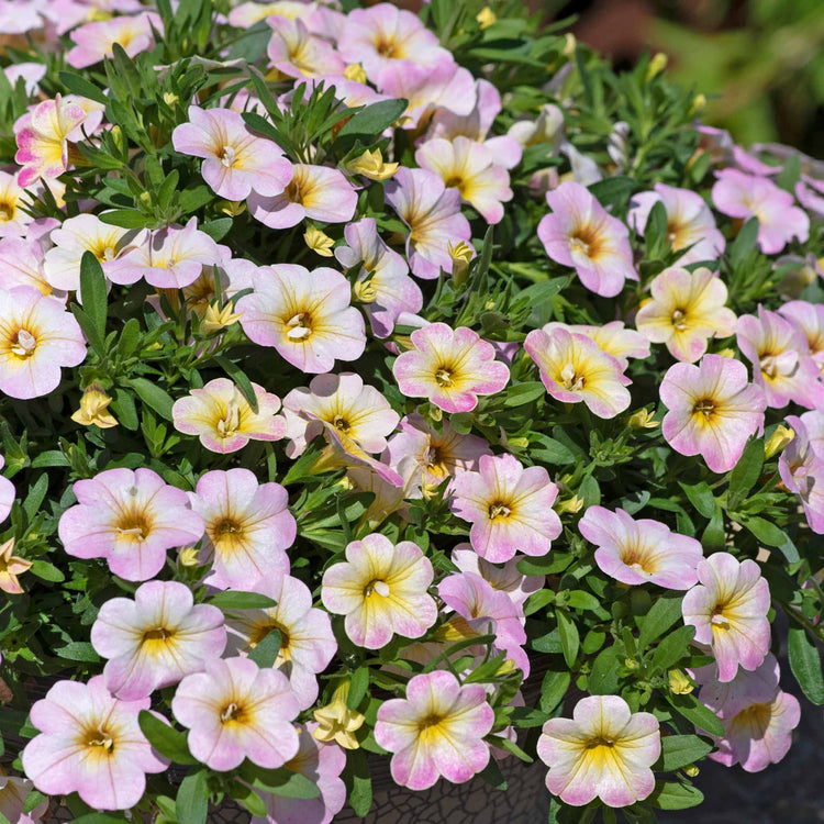 Calibrachoa Plant 'Can Can Fancy Francy'