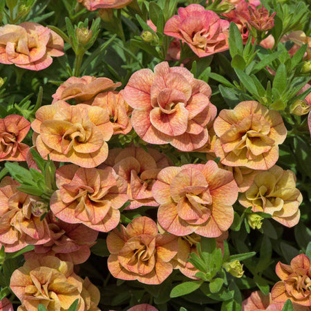 Calibrachoa 'Can Can Double Apricot'
