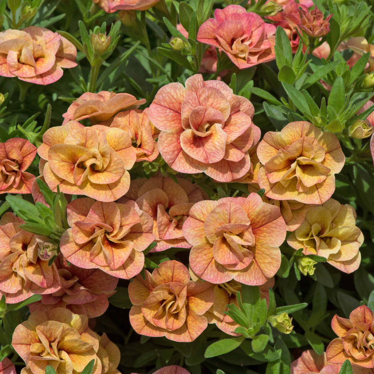 Calibrachoa Plant 'Can Can Double Apricot'