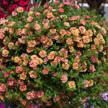 Calibrachoa Plant 'Can Can Double Apricot'