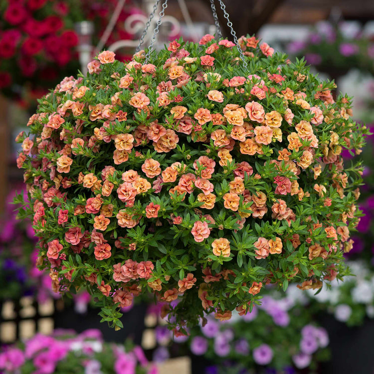 Calibrachoa Plant 'Can Can Double Apricot'