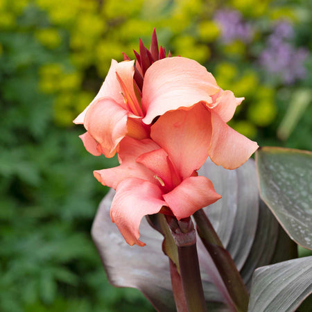 Canna Lily Plant 'Cannova Bronze Peach'