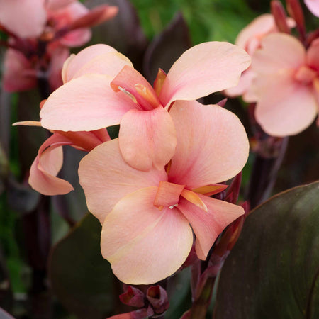 Canna Lily Plant 'Cannova Bronze Peach'