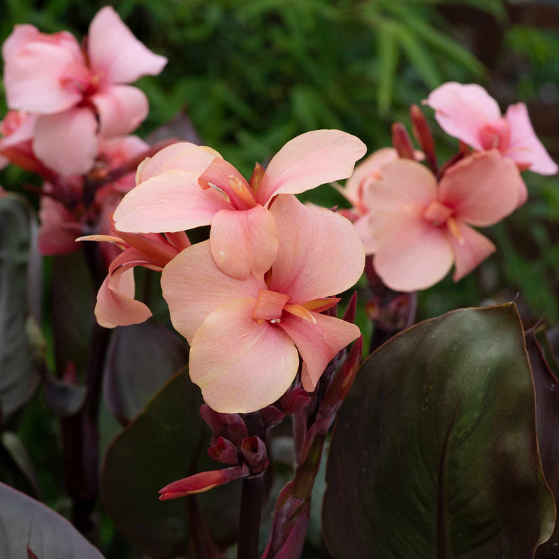 Canna Lily Plant 'Cannova Bronze Peach'