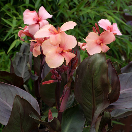 Canna Lily Plant 'Cannova Bronze Peach'