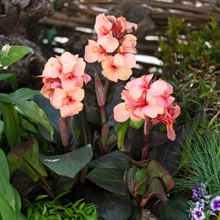 Canna Lily Plant 'Cannova Bronze Peach'