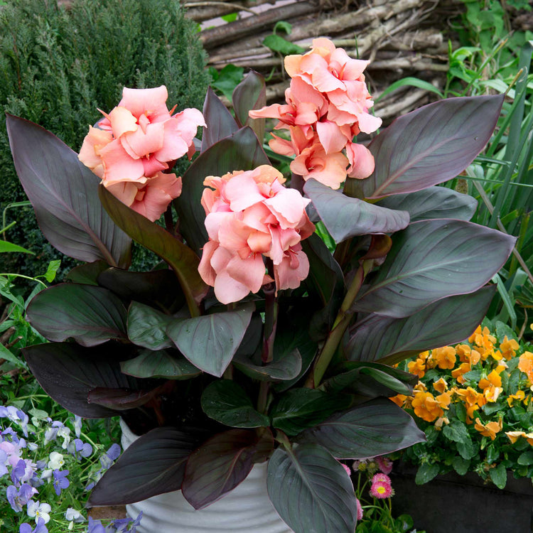 Canna Lily Plant 'Cannova Bronze Peach'