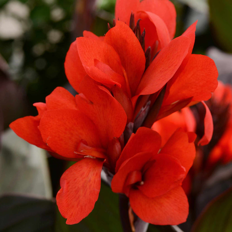 Canna Lily Plant 'Cannova Bronze Scarlet'