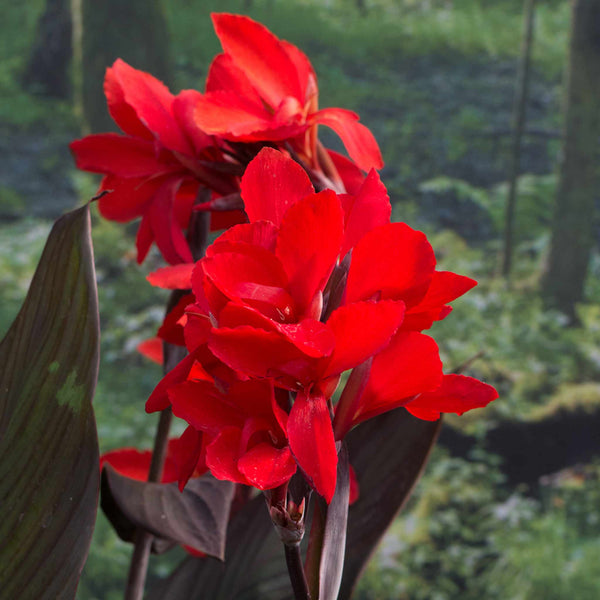 Canna Lily Plant 'Cannova Bronze Scarlet'