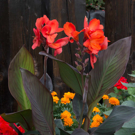 Canna Lily Plant 'Cannova Bronze Scarlet'