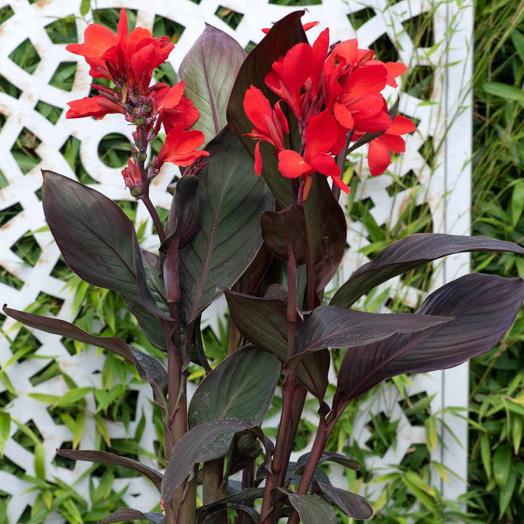 Canna Lily Plant 'Cannova Bronze Scarlet'