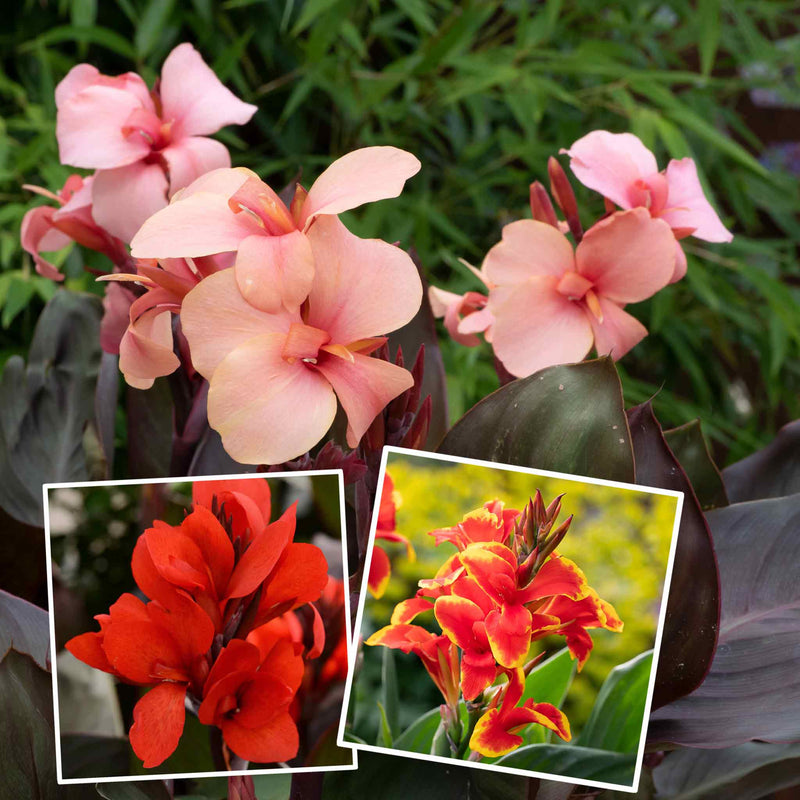 Canna Lily Plants 'Cannova Mix'