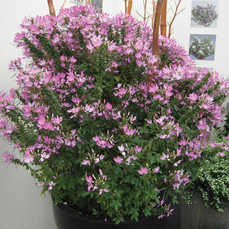 Cleome Plant 'Clio Magenta'