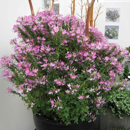 Cleome Plant 'Clio Magenta'