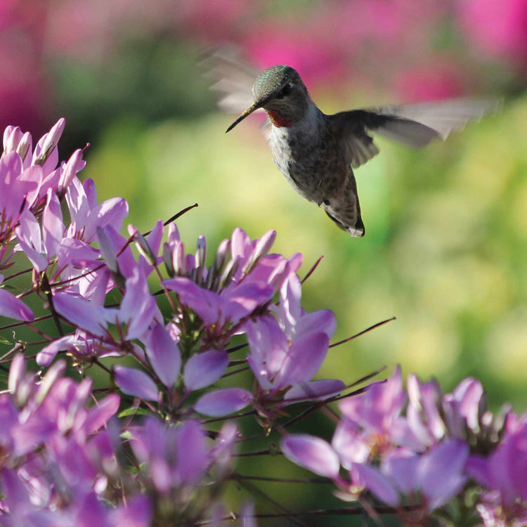 Cleome Plant 'Clio Magenta'